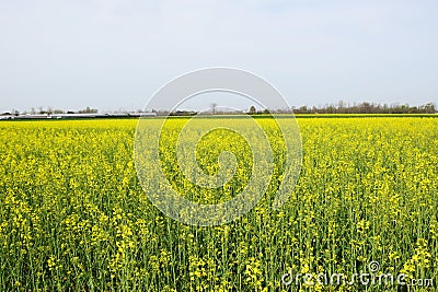 Yellow field Stock Photo