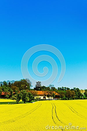 Yellow field in spring Stock Photo