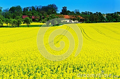 Yellow field in spring Stock Photo