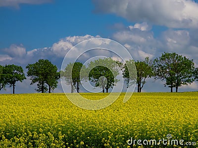 Yellow Field Stock Photo