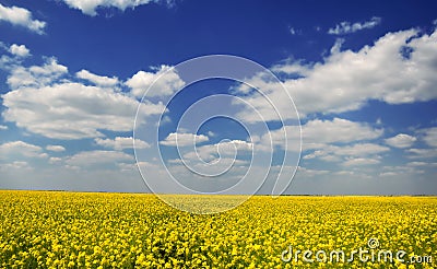 Yellow seed field Stock Photo