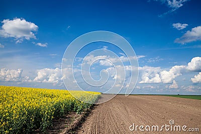 Yellow rapeseed colza field, of canola yellow flowers, in an agricultural landscape with blue sky next to recenty ploughed plowed Stock Photo