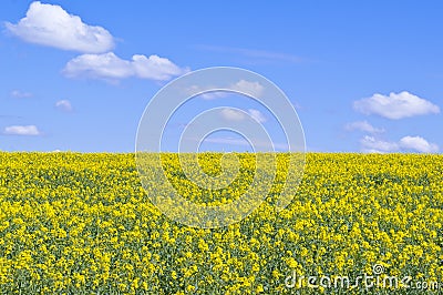 Yellow rapeseed field Stock Photo