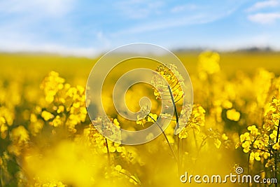 Yellow rapeseed field against blue sky background. Blooming canola flowers Stock Photo