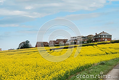 Yellow Rapeseed field and blue sky on spring day. Usual rural England landscape in Yorkshire Stock Photo