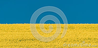 Yellow Rapeseed Field And Blue Sky In Summer Sunny Day. Landscape Like Flag Of Ukraine Stock Photo