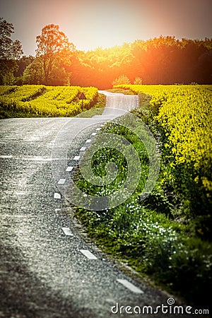 Yellow rapeseed field and a emty road Stock Photo