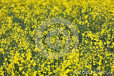 Yellow rapeseed field. Raw materials for biofuels, biodiesel Stock Photo