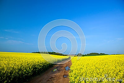 Yellow rapeseed field in spring Stock Photo