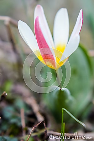 Yellow and red Dwarf Tulip Stock Photo