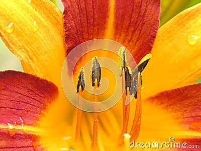 Yellow and red flower close up Stock Photo