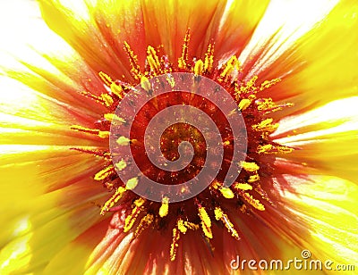 Yellow-red flower in the sunlight. Closeup. Furry red center. Pistils sticking out like needles. For design. Stock Photo