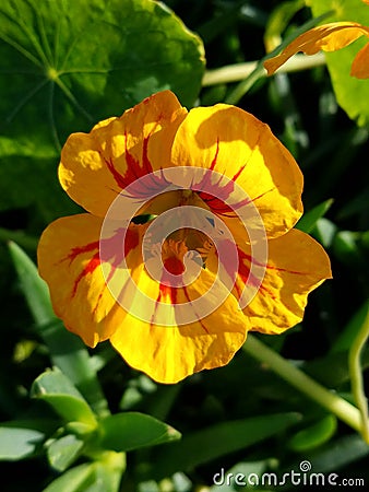 Yellow and red flower up close with green background 4k Stock Photo