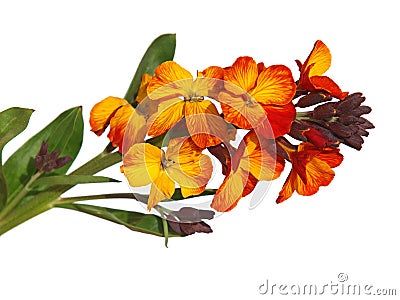 Yellow red flower of Wallflower isolated on white, Erysimum cheiri Stock Photo