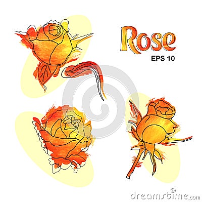 modern, decorative set of yellow-red roses for design presentations Vector Illustration