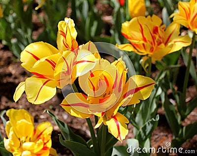 Yellow and Red Striped Tulips Stock Photo