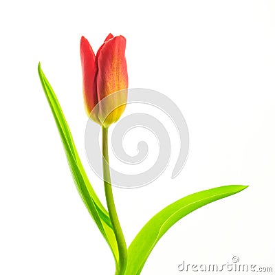 Yellow-red tulip on white background Stock Photo