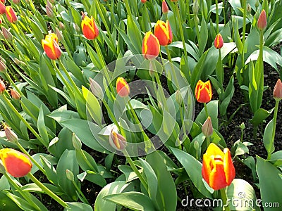 Yellow-red tulips.Background. Flowerbed of red-yellow tulips. Stock Photo