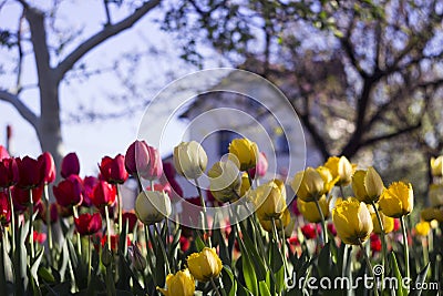 Yellow and red tulips with fringe on the background of trees and houses, spring flowers bloom in spring in the garden Stock Photo