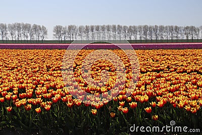 yellow red tulips in rows in a long flower field in Oude-Tonge o Stock Photo