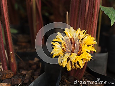 Yellow Ribbon Flower Plant Stock Photo