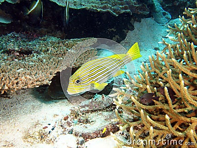 Yellow Ribbon Sweetlips Fish Stock Photo