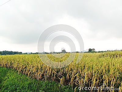 Yellow rice very beauty Stock Photo