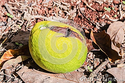 Damaged Ripe Avocado On The Ground Stock Photo