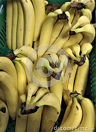 Yellow ripe bananas from the warm southern countries are vitamin-rich, a breakfast, Stock Photo