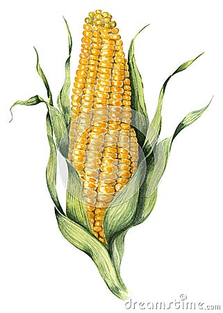 Yellow, ripe corn on the cob. Vector Illustration