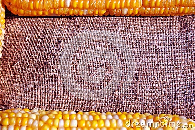 Yellow ripe corn horizontal frame on a rough texture sackcloth background, close up organic texture background Stock Photo