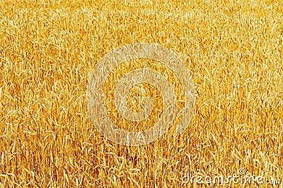 Yellow ripe harvest field Stock Photo