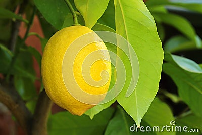 Yellow ripe lemon Stock Photo