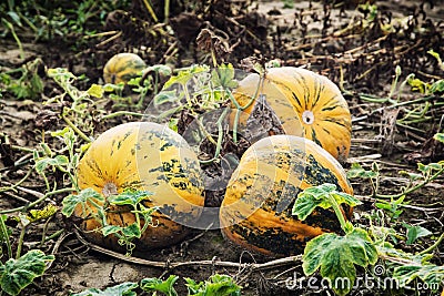 Yellow ripe pumpkins in the field Stock Photo