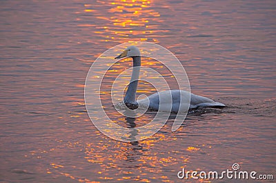 The beautiful Whooper swans Stock Photo