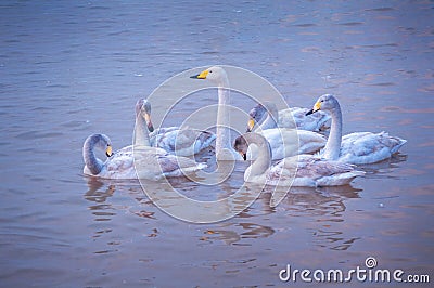 The beautiful Whooper swans Stock Photo