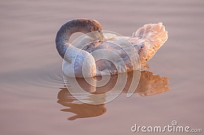 The beautiful Whooper swans and waterfowl Stock Photo