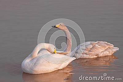 The beautiful Whooper swans and waterfowl Stock Photo