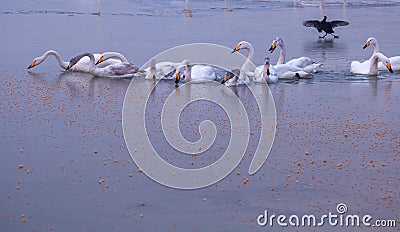 The beautiful Whooper swans and waterfowl Stock Photo