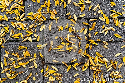 Yellow robinia leaves on sidewalk on a wet autumn morning Stock Photo