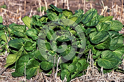 Yellow Rocket Rosettes 48663 Stock Photo