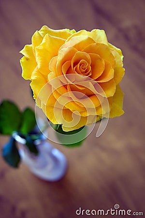 Yellow romantic Rose in White ceramic vase Stock Photo