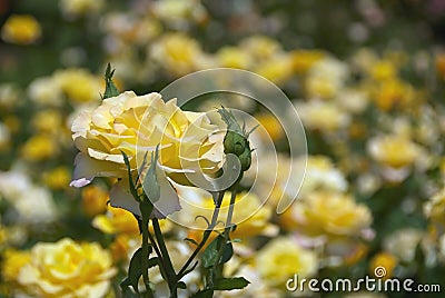 Yellow Rose 1 Stock Photo