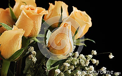 Yellow rose Stock Photo