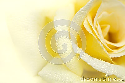 Yellow rose Stock Photo