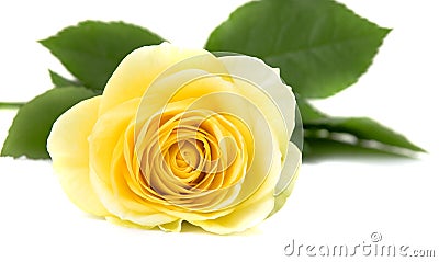 Yellow rose Stock Photo