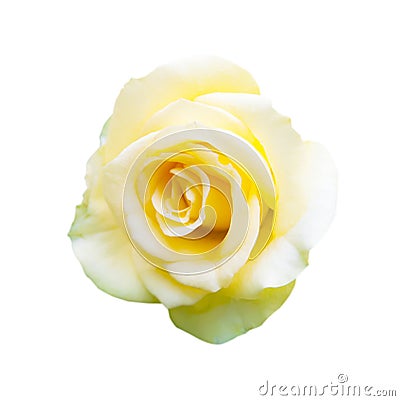 Yellow rose Stock Photo