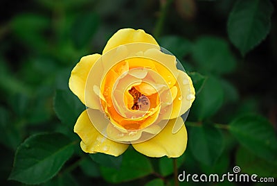 Yellow Rose Stock Photo