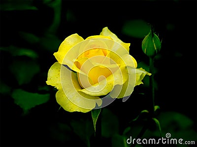 Yellow Rose Stock Photo