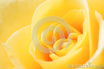 Yellow Rose Stock Photo